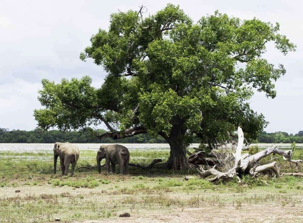 Photograph by HEMAMALI GUNASEKARA