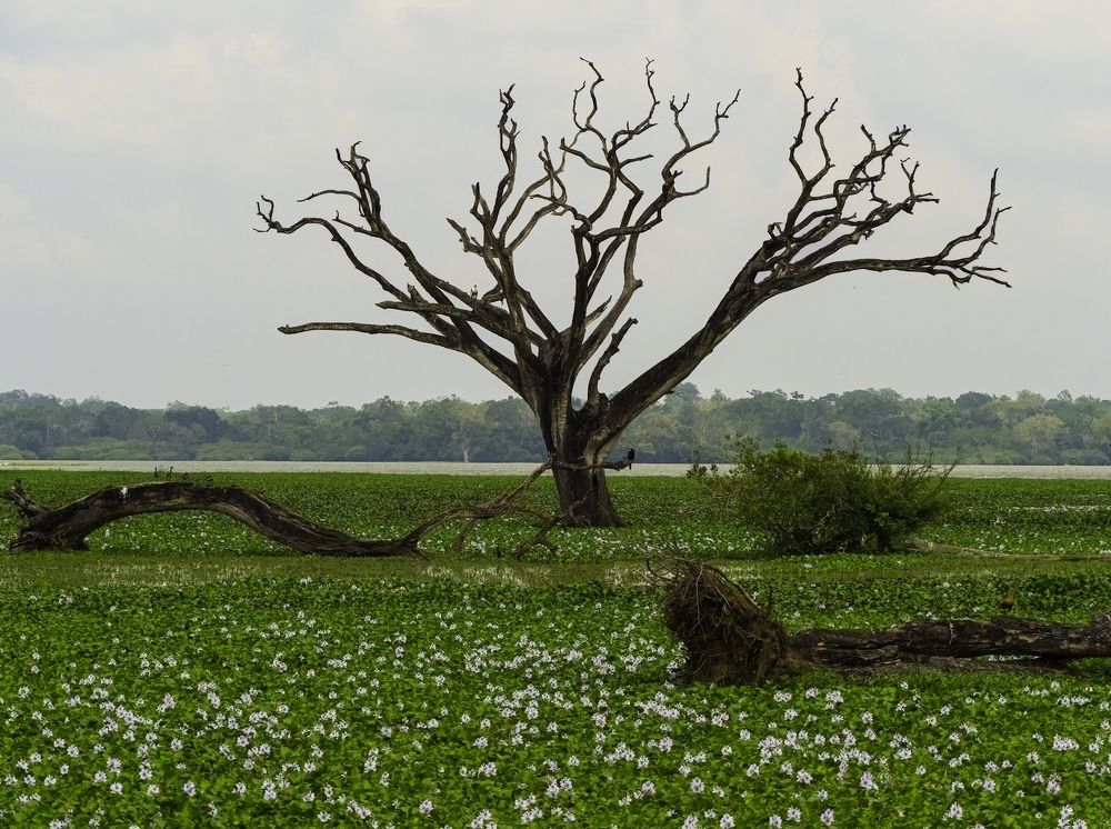 Photograph by HEMAMALI GUNASEKARA