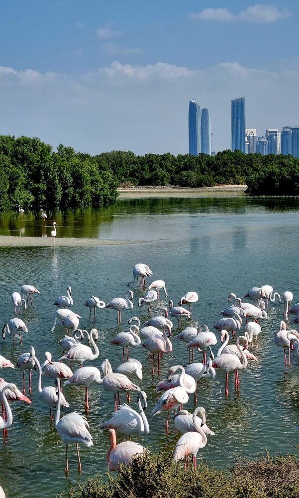 Заповедник фламинго. Дубай.