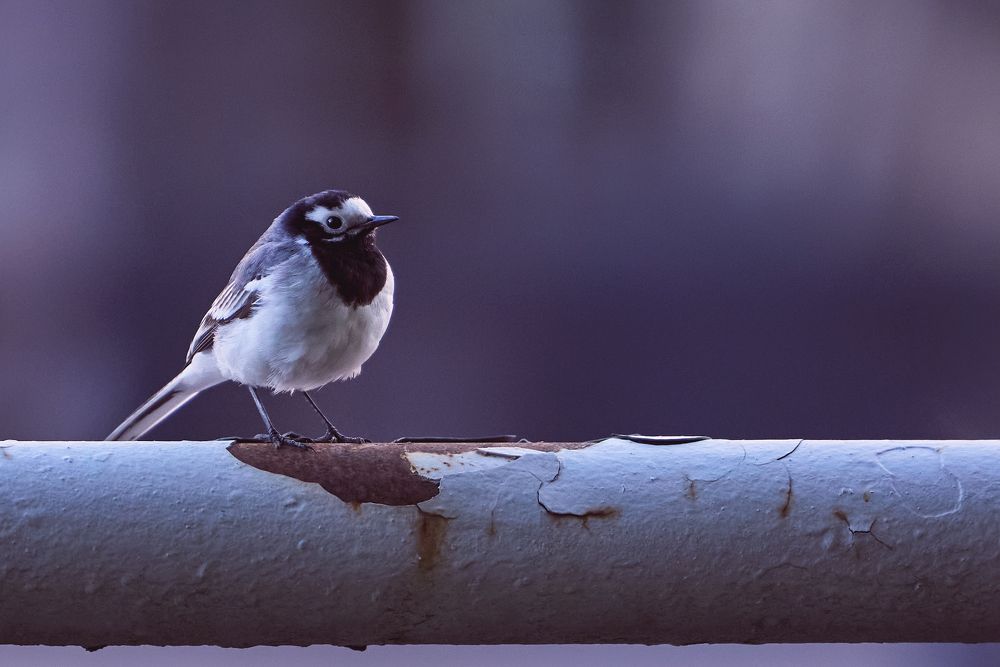 Фотография автора Кожанов Нуржан