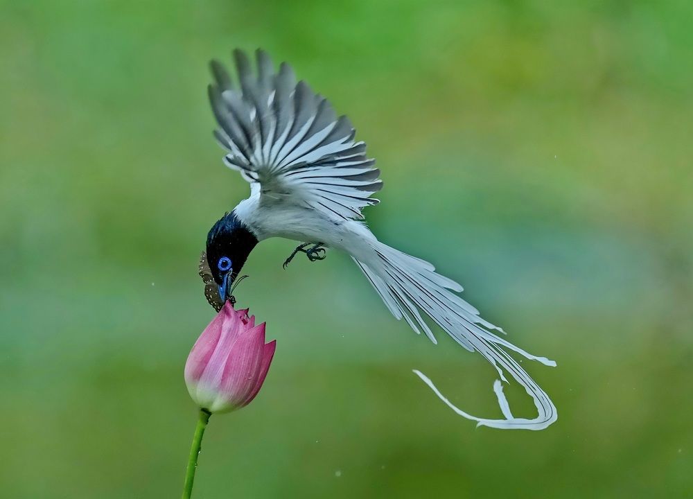 Asian Paradise Flycatcher