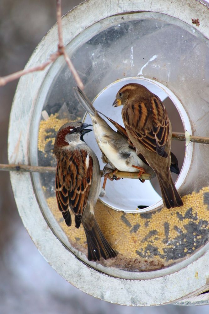 Photograph by Светлана Шуткова