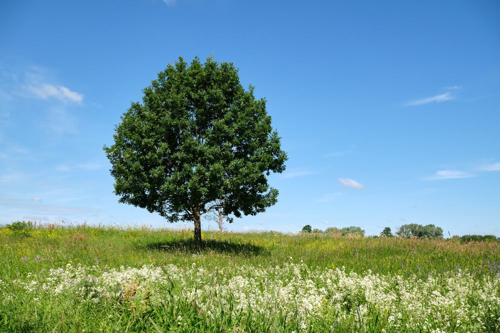 Одинокое дерево