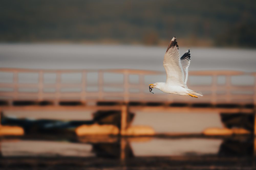 Photograph by Олег Бережных