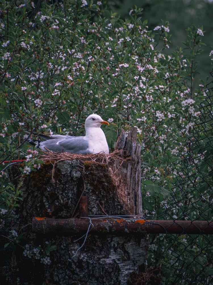 Photograph by Ольга Волкова
