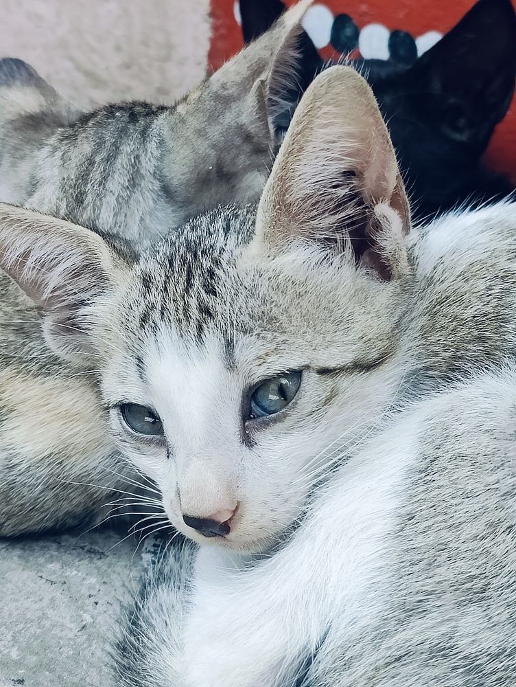 Photograph by Adapa Navya Teja