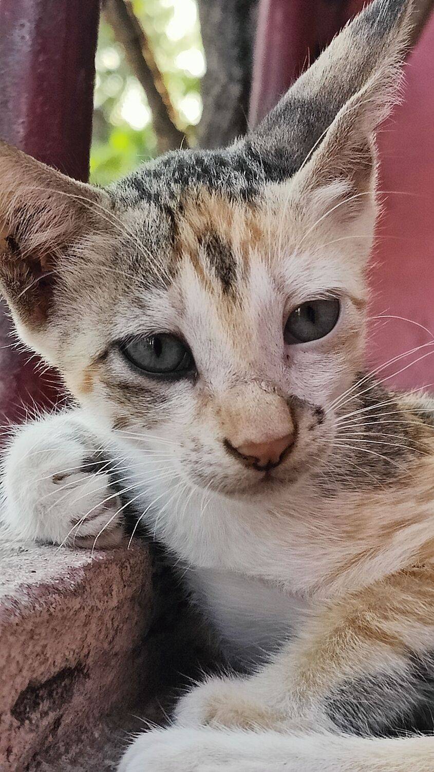 Cat with big eyes