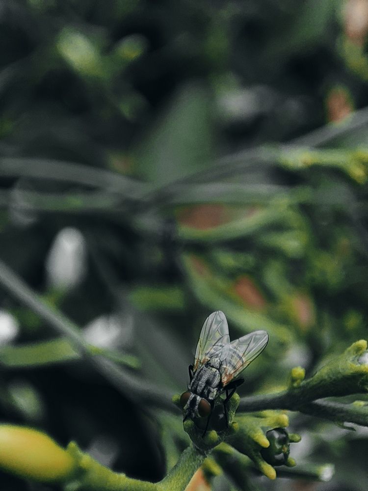 Photograph by Adapa Navya Teja