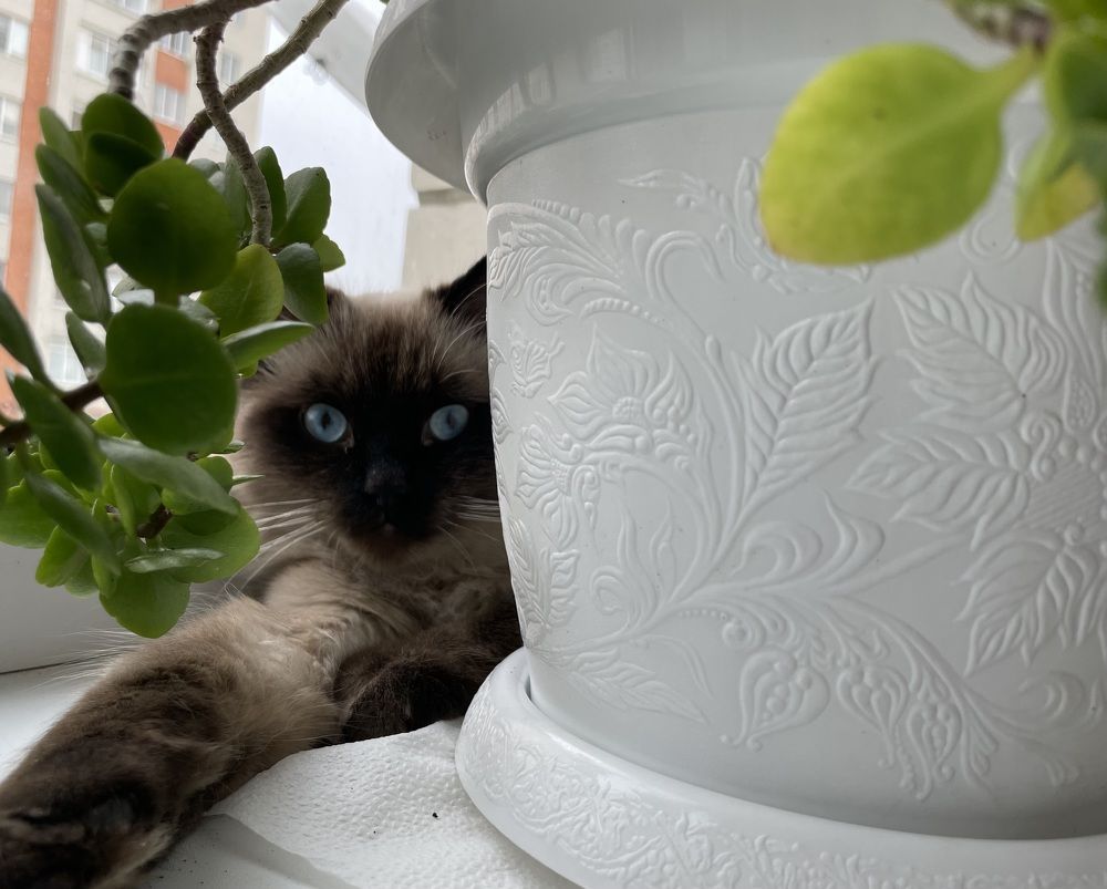 Photograph by Рузанна Гюрджян