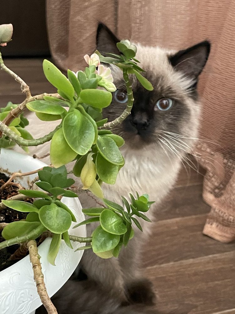 Photograph by Рузанна Гюрджян