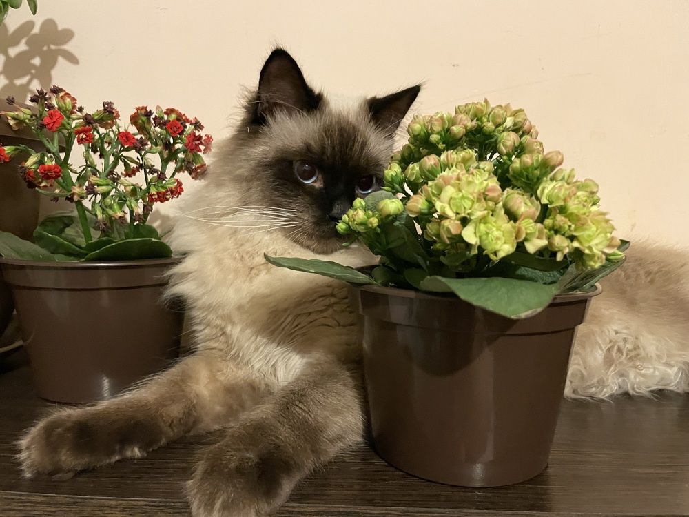 Photograph by Рузанна Гюрджян