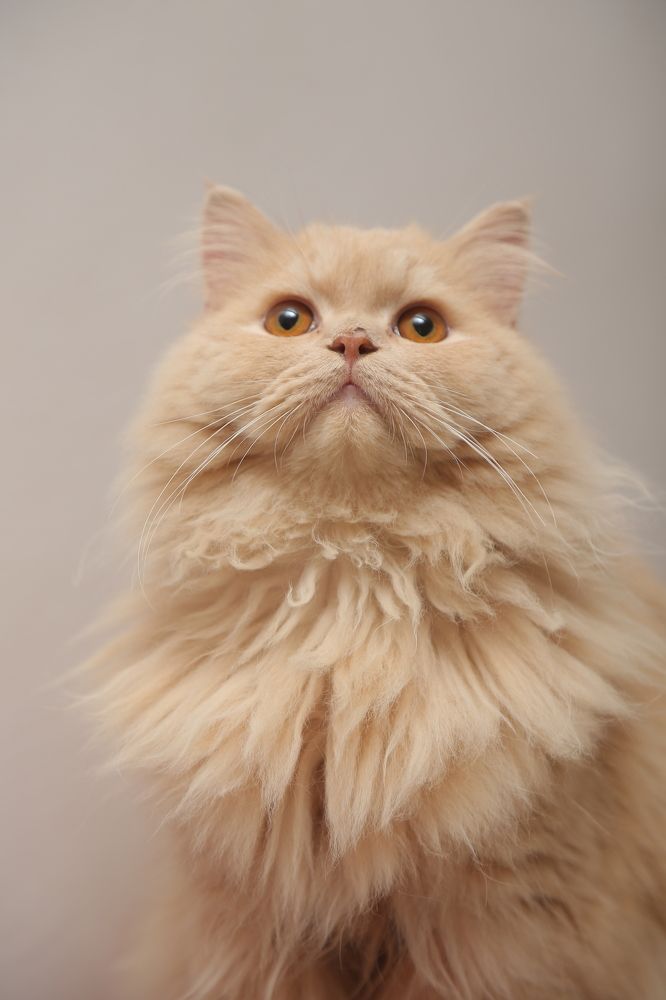 Фотография автора Mohammad Asif