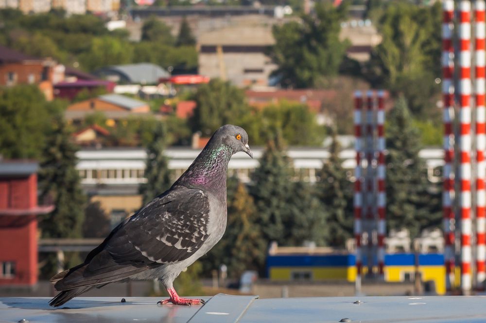 С высоты птичьего полёта