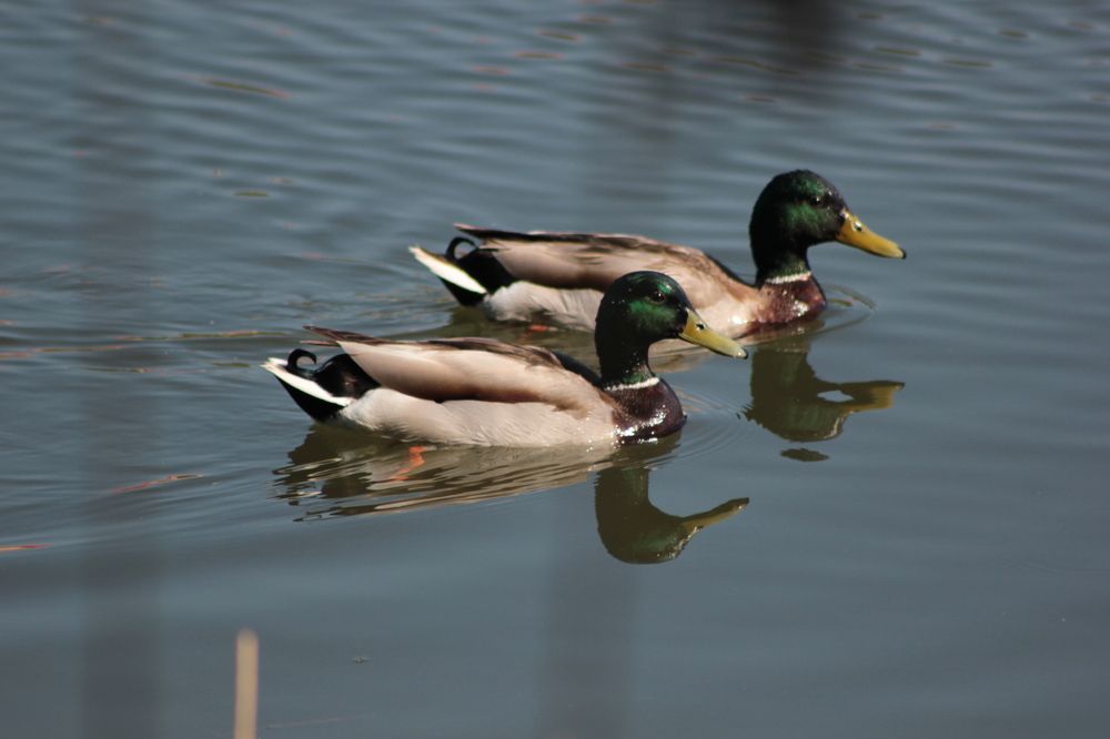 Photograph by Карманов Сергей