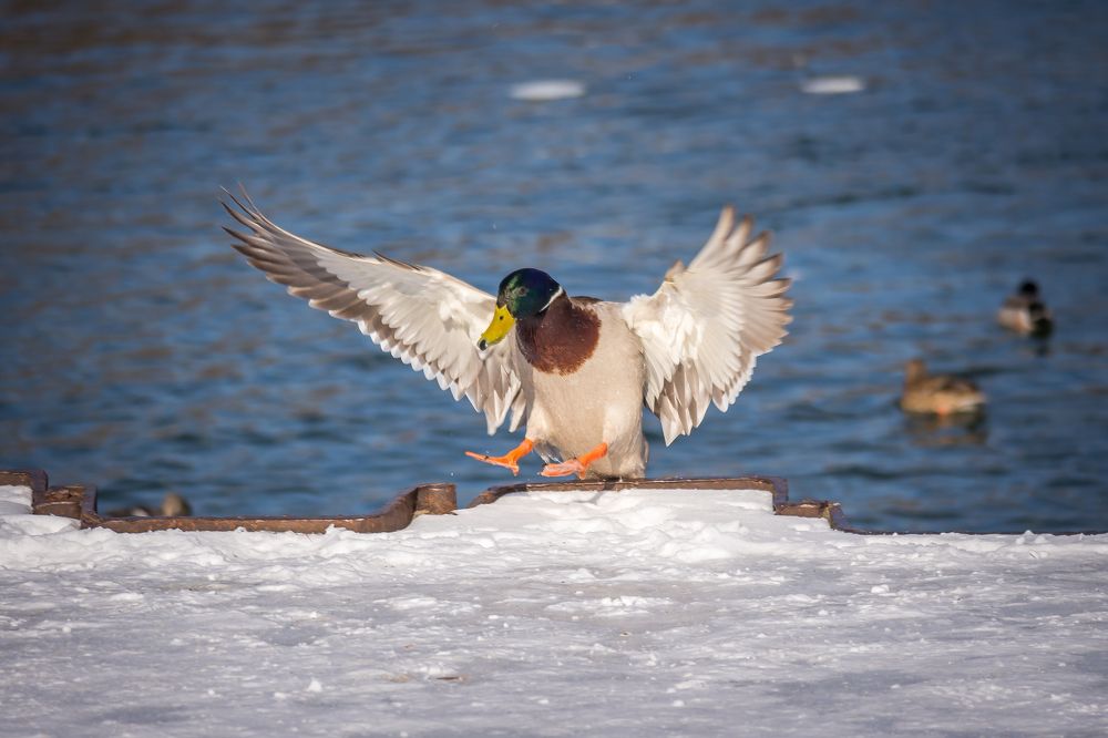 Мягкая посадка