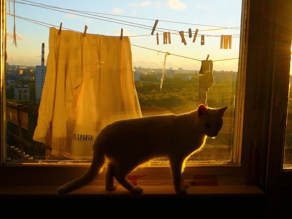 Photo #10764494
