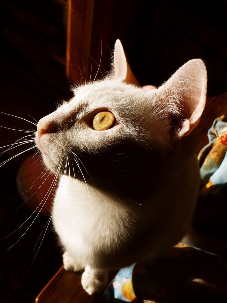 Photo #10764592