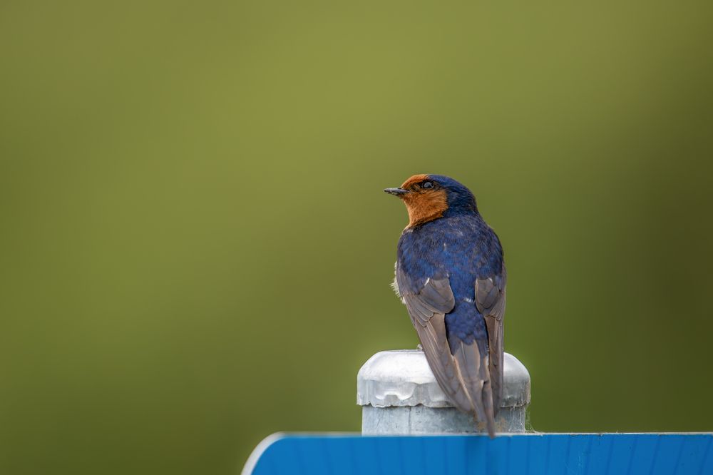 Swallow on a Sign