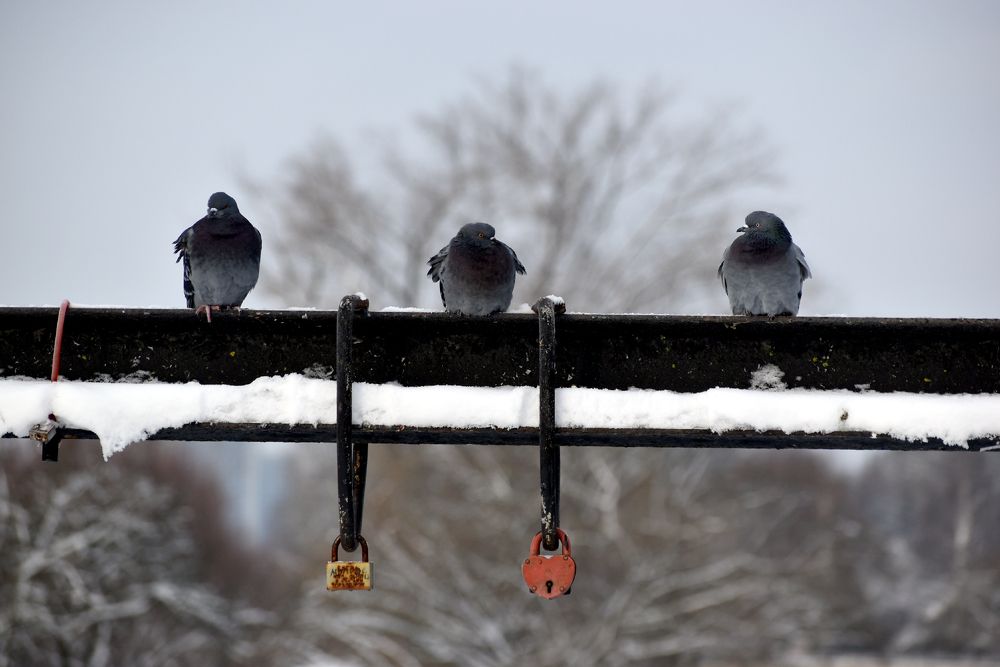 Не определился