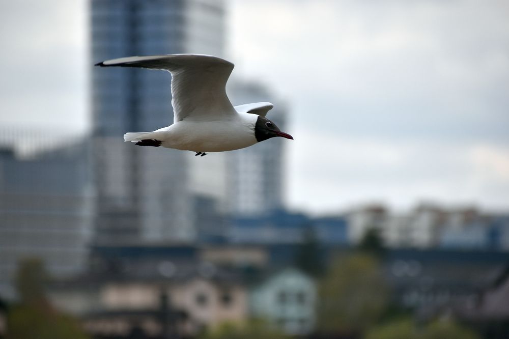 Осмотр владений