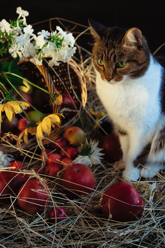 Photograph by Злата Лучина