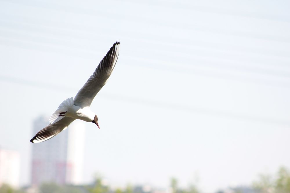 Photograph by Карманов Сергей