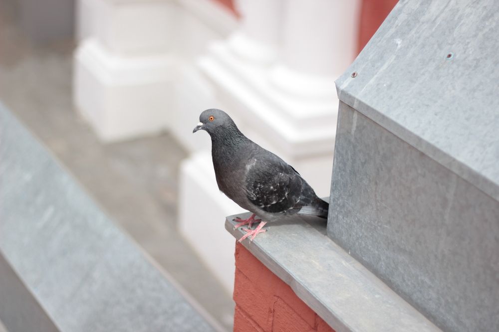 Photograph by Карманов Сергей