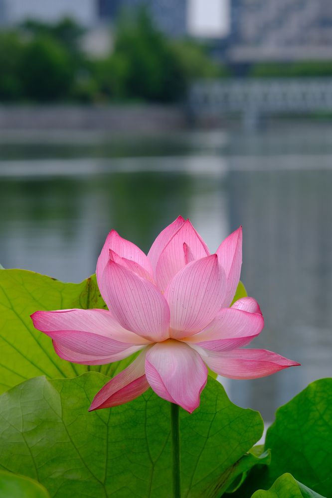 Фотография автора Александр Высоцкий