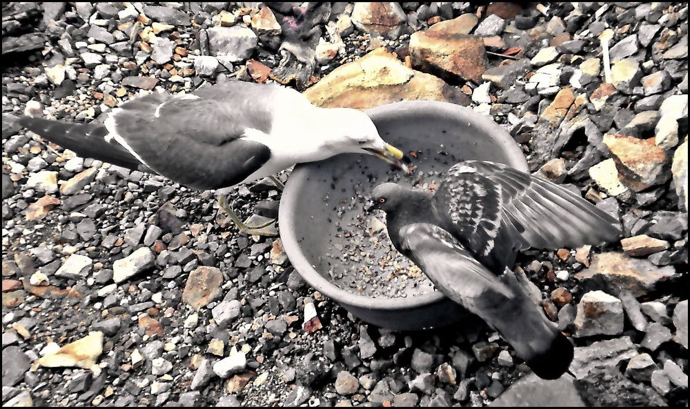 Фотография автора АЛЕКСАНДР ЦЫГЕЛЬНЮК