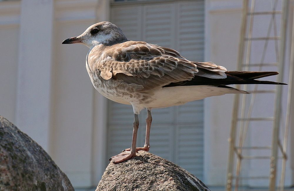 Фотография автора АЛЕКСАНДР ЦЫГЕЛЬНЮК