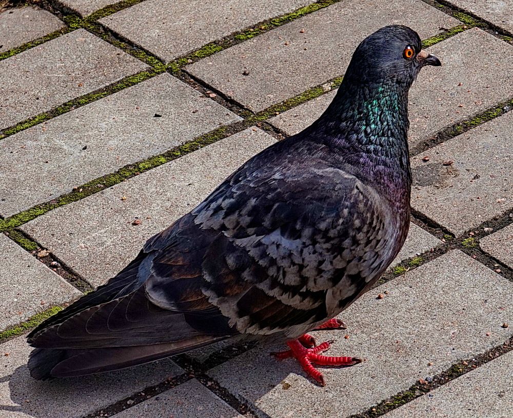 Фотография автора АЛЕКСАНДР ЦЫГЕЛЬНЮК