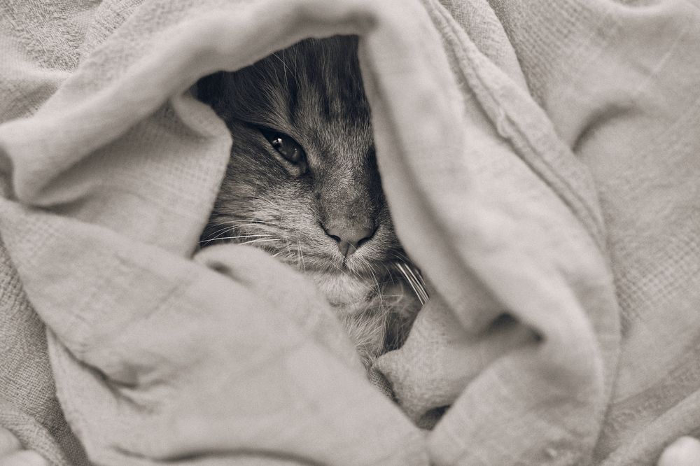 Photograph by Кристина Присакарь