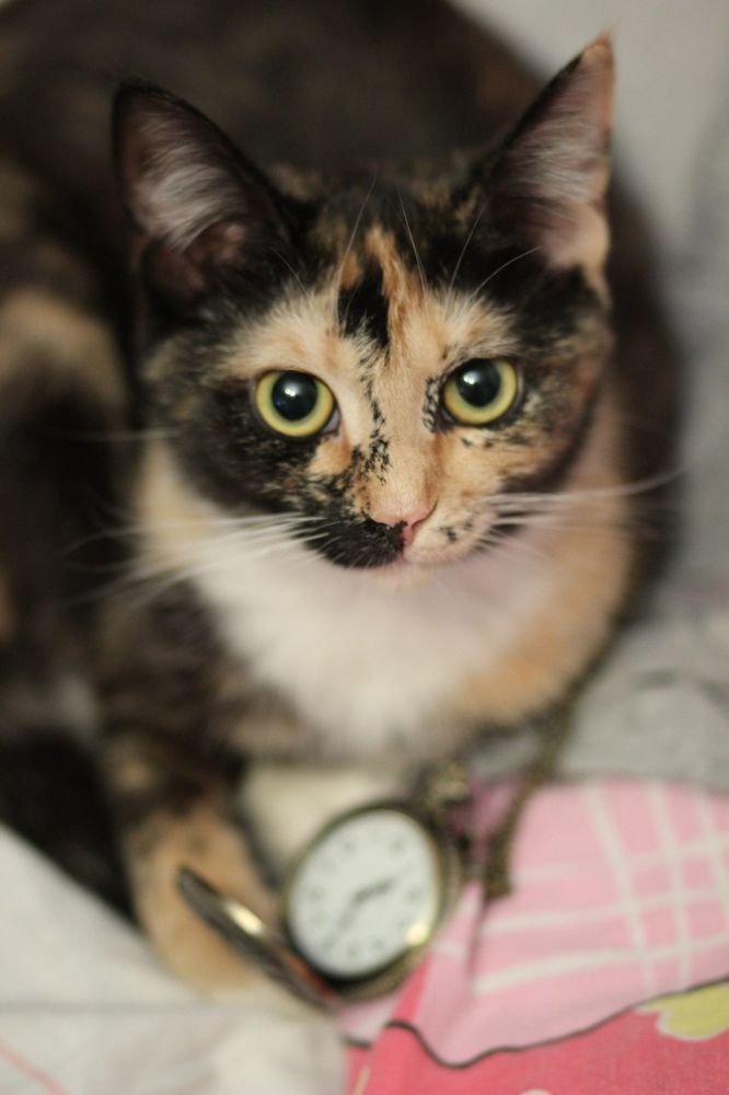 Photograph by Анна Лебедева