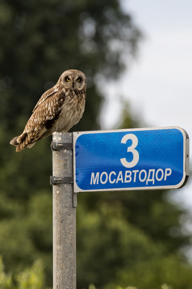 Photograph by Константин Абрамов