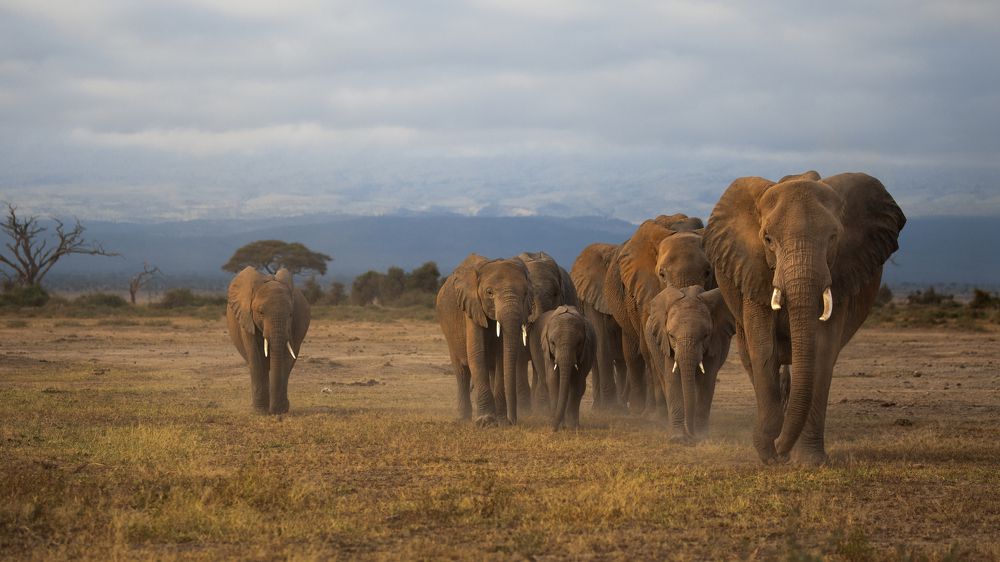 Walking around Amboseli