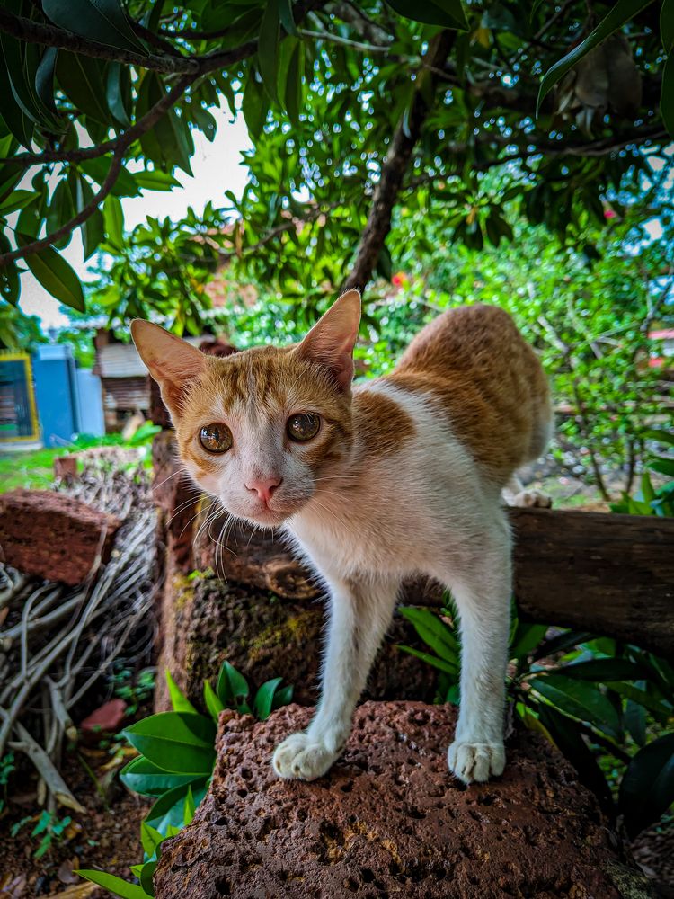 Photograph by Harsh Bavaskar