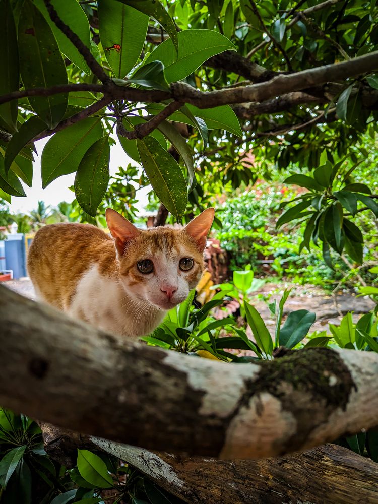 Photograph by Harsh Bavaskar