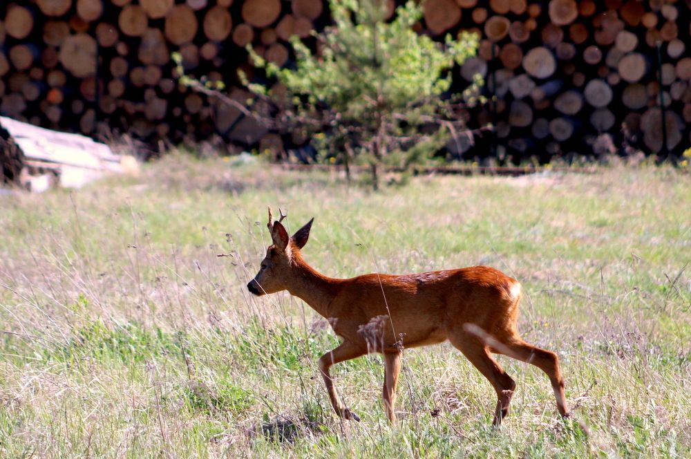 Photograph by 