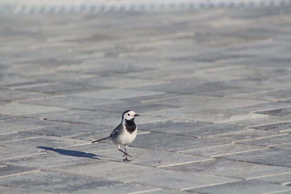 Трясогузка в парке