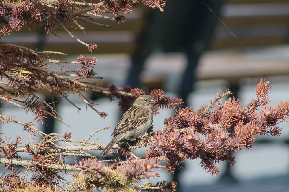 Весенний воробей