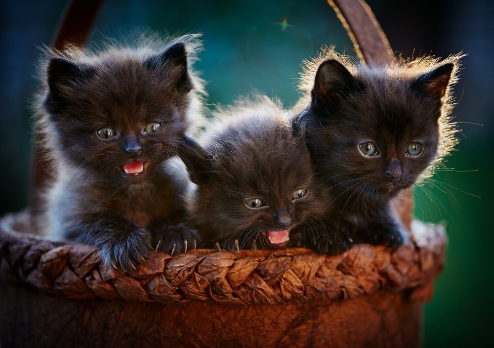 Photograph by Зайцев Игорь