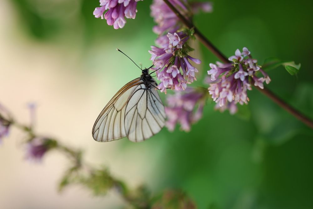 Photograph by Ольга Фраш