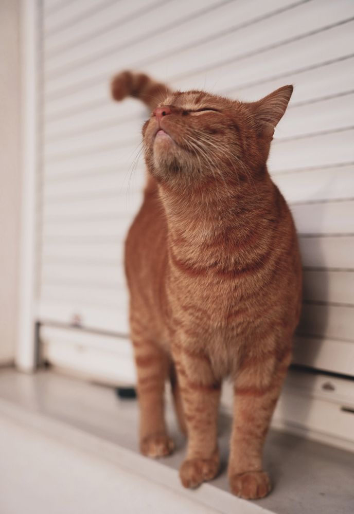 Фотография автора Svetlana Kaindl