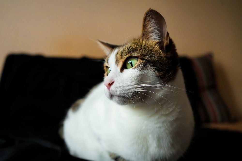 Photograph by Индира Кузнецова