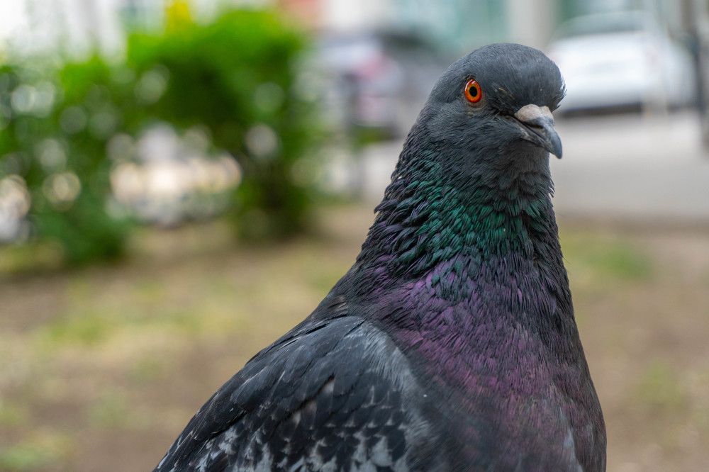 Photograph by Владимир Кабалоев