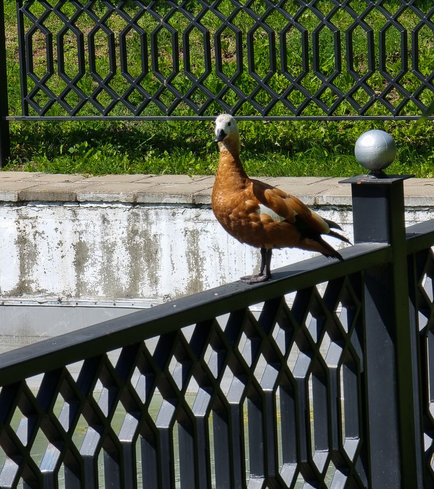 Фотография автора Светлана Алексеева