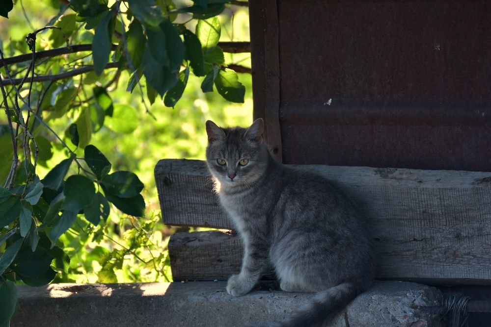 Серый котенок.