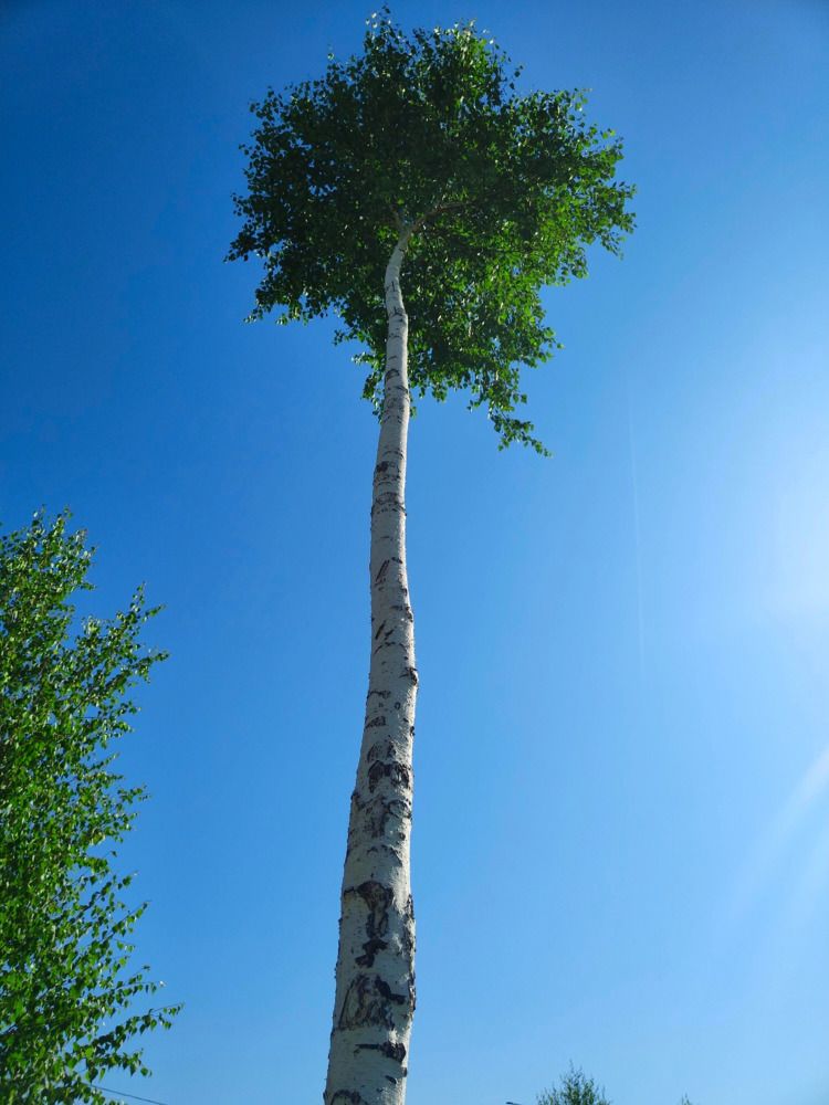 Photograph by Nasima Timcenko