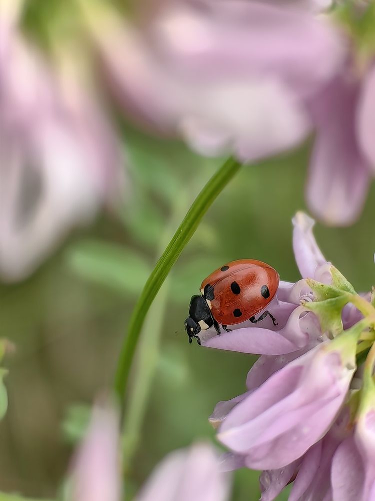 Photograph by Ольга Карева