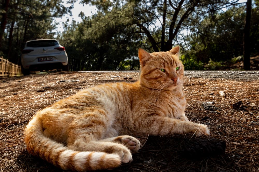 Photograph by Аркадий Старочкин